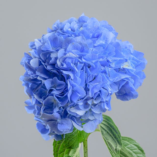 Hydrangea Blue