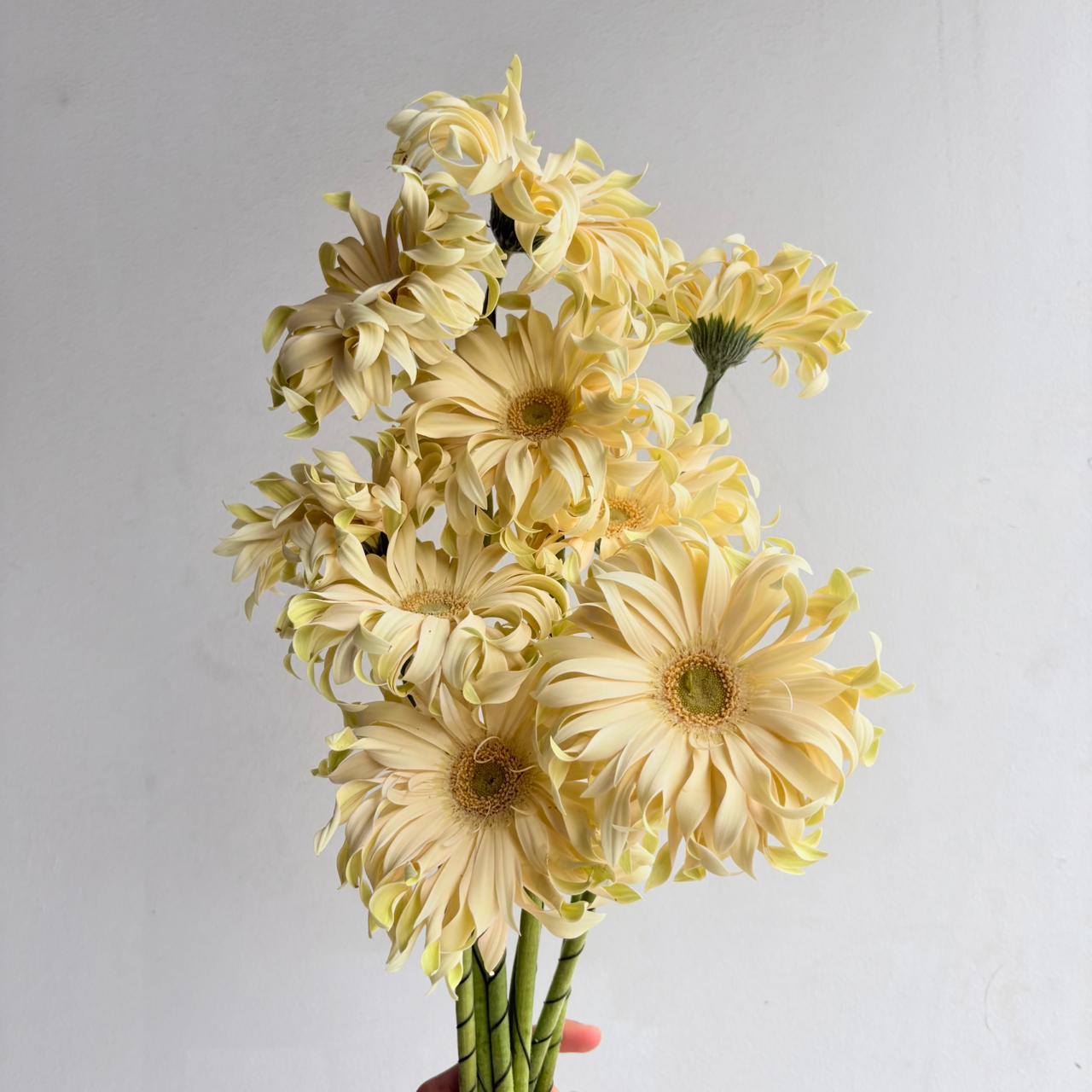 Gerbera Pasta Carbonara
