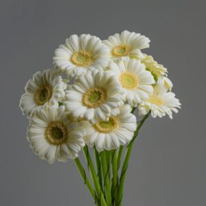 Gerbera Albino White