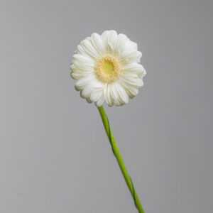 Gerbera Albino White