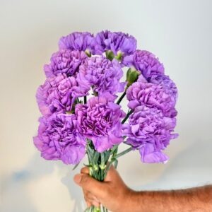 Carnation Moonlight Deep Lavender