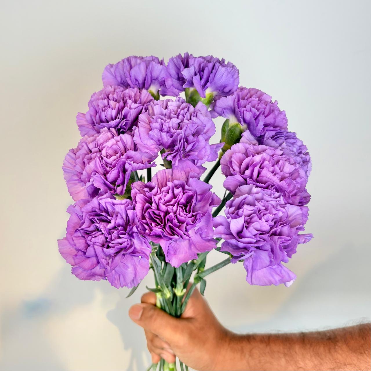 Carnation Moonlight Deep Lavender