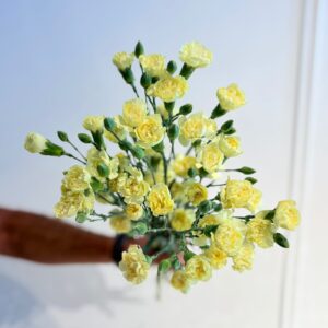 Carnation Spray Alessia Cream