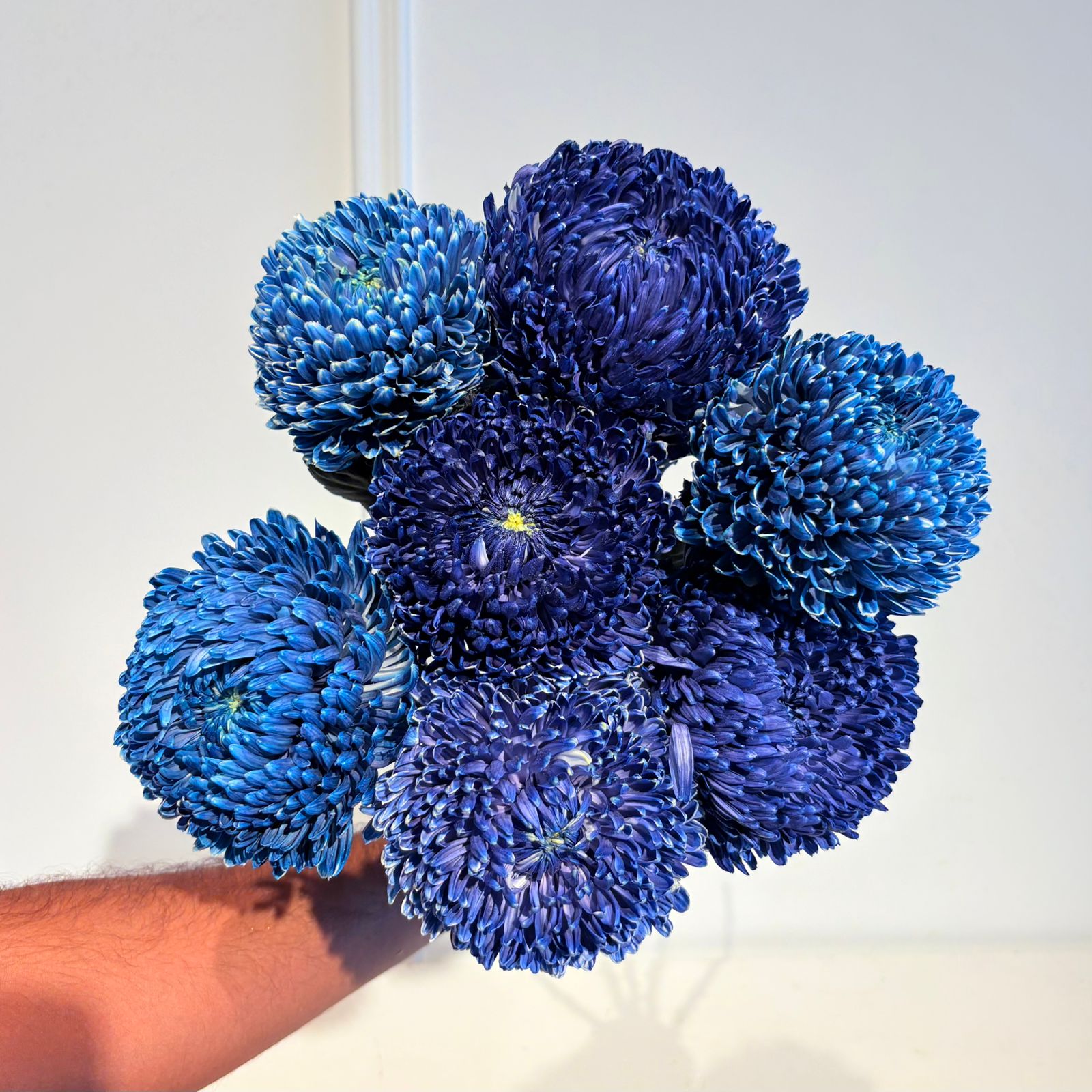 Chrysanthemum Deco Navy Tide
