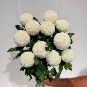 Chrysanthemum Ping Pong White