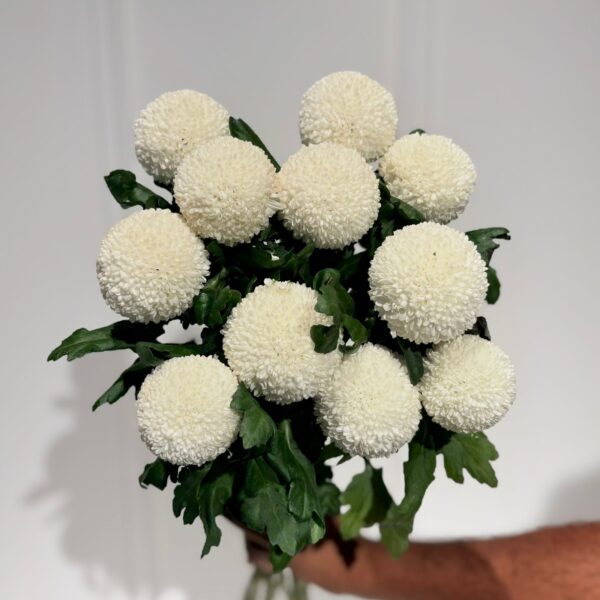 Chrysanthemum Ping Pong White