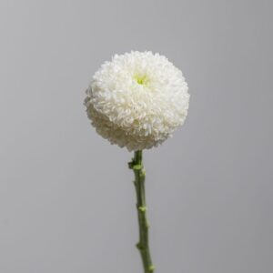 Chrysanthemum Ping Pong White