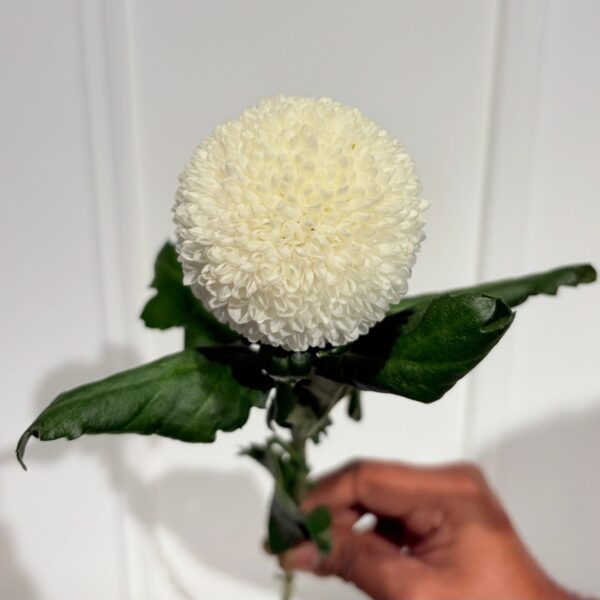 Chrysanthemum Ping Pong White - Image 2