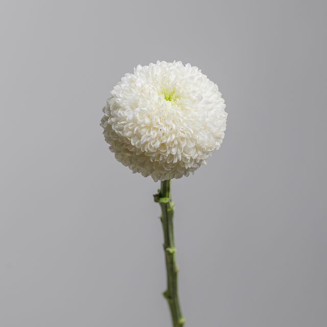 Chrysanthemum Ping Pong White