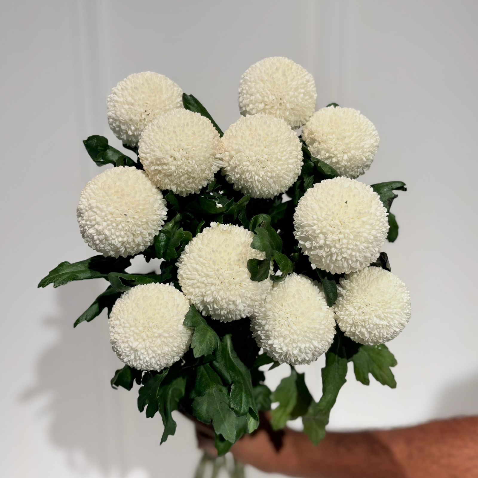Chrysanthemum Ping Pong White