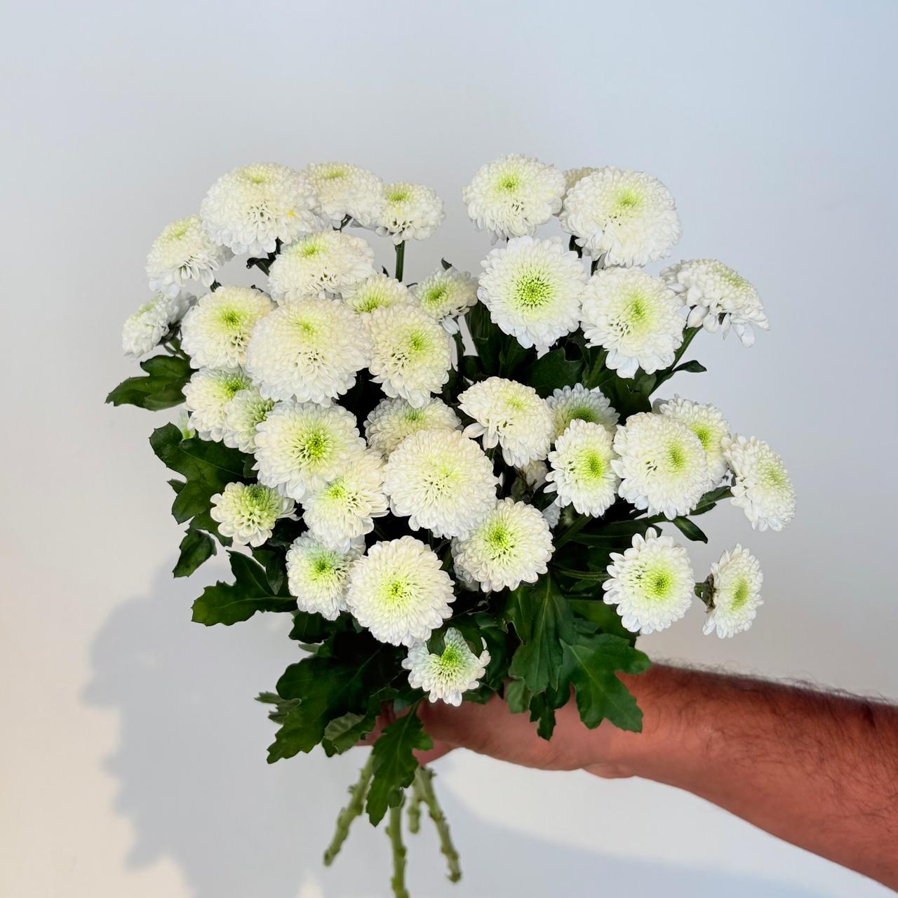 Chrysanthemum Santini Maverick