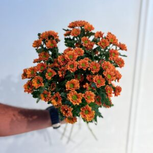 Chrysanthemum Santini Insta