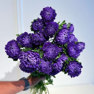 Aster Tiger Paw