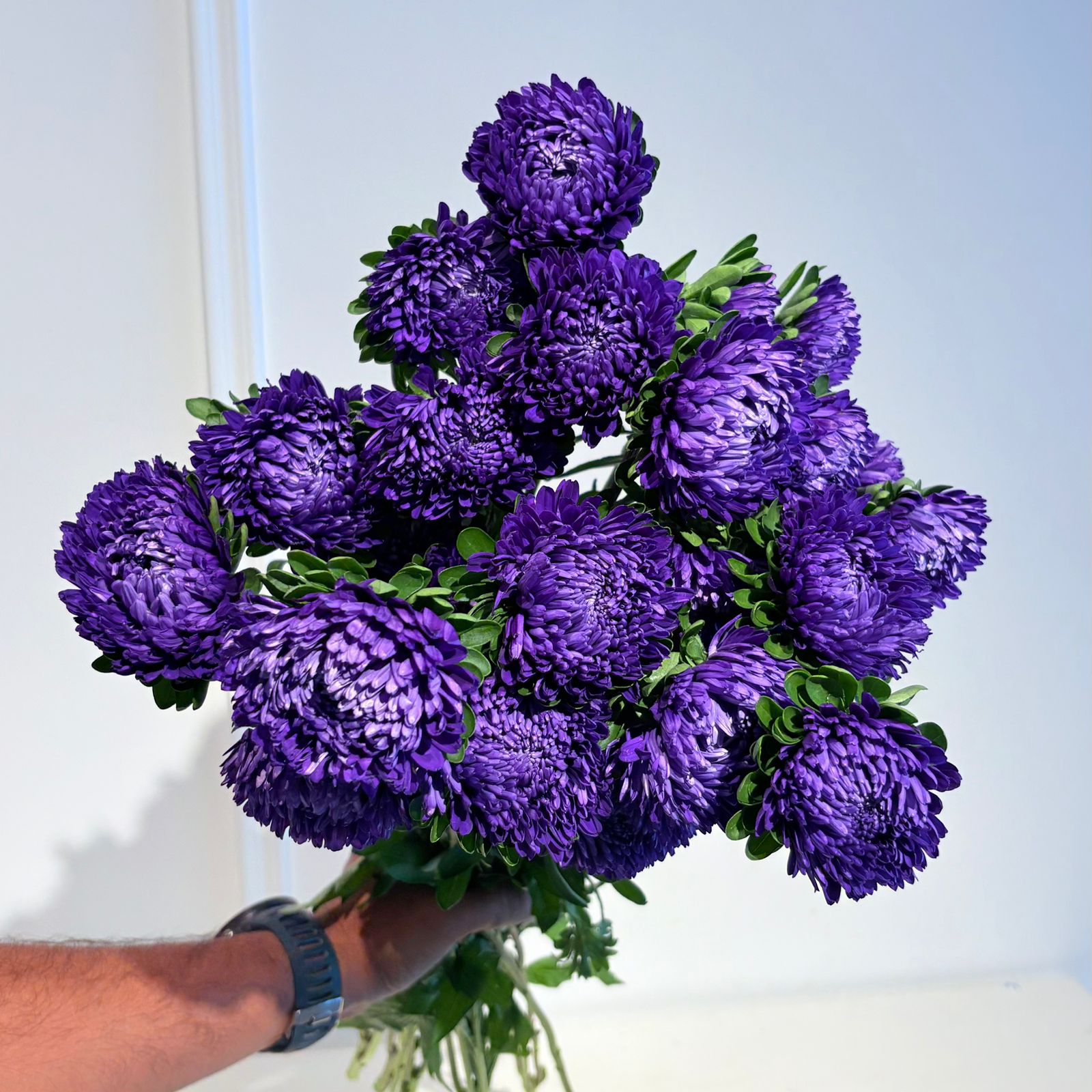 Aster Tiger Paw