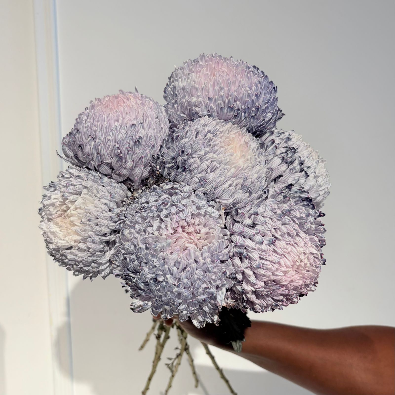 Chrysanthemum Deco Navy Tide