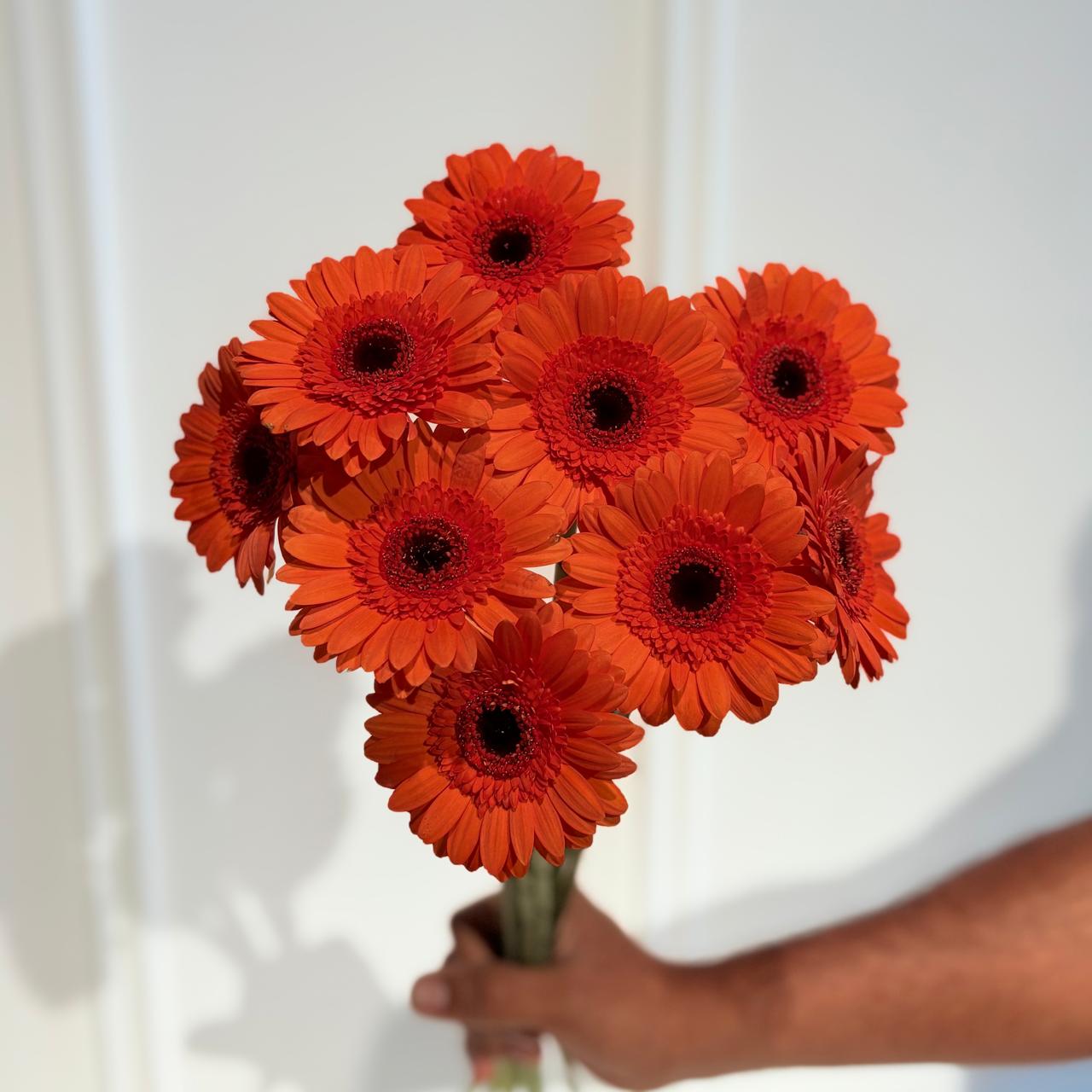 Gerbera Caramba