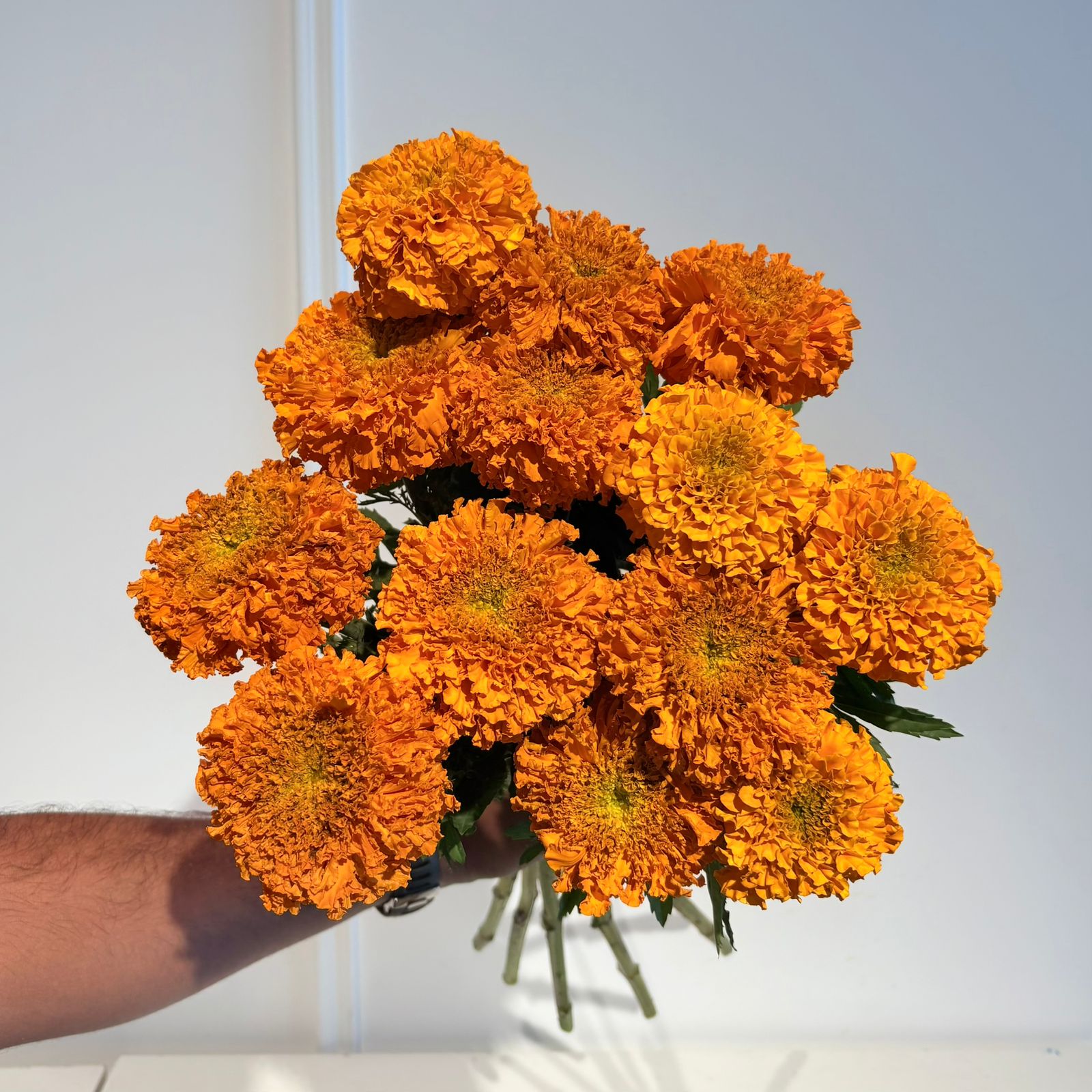 Tagetes Marigold