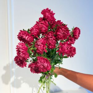 Chrysanthemum Spray Calimero