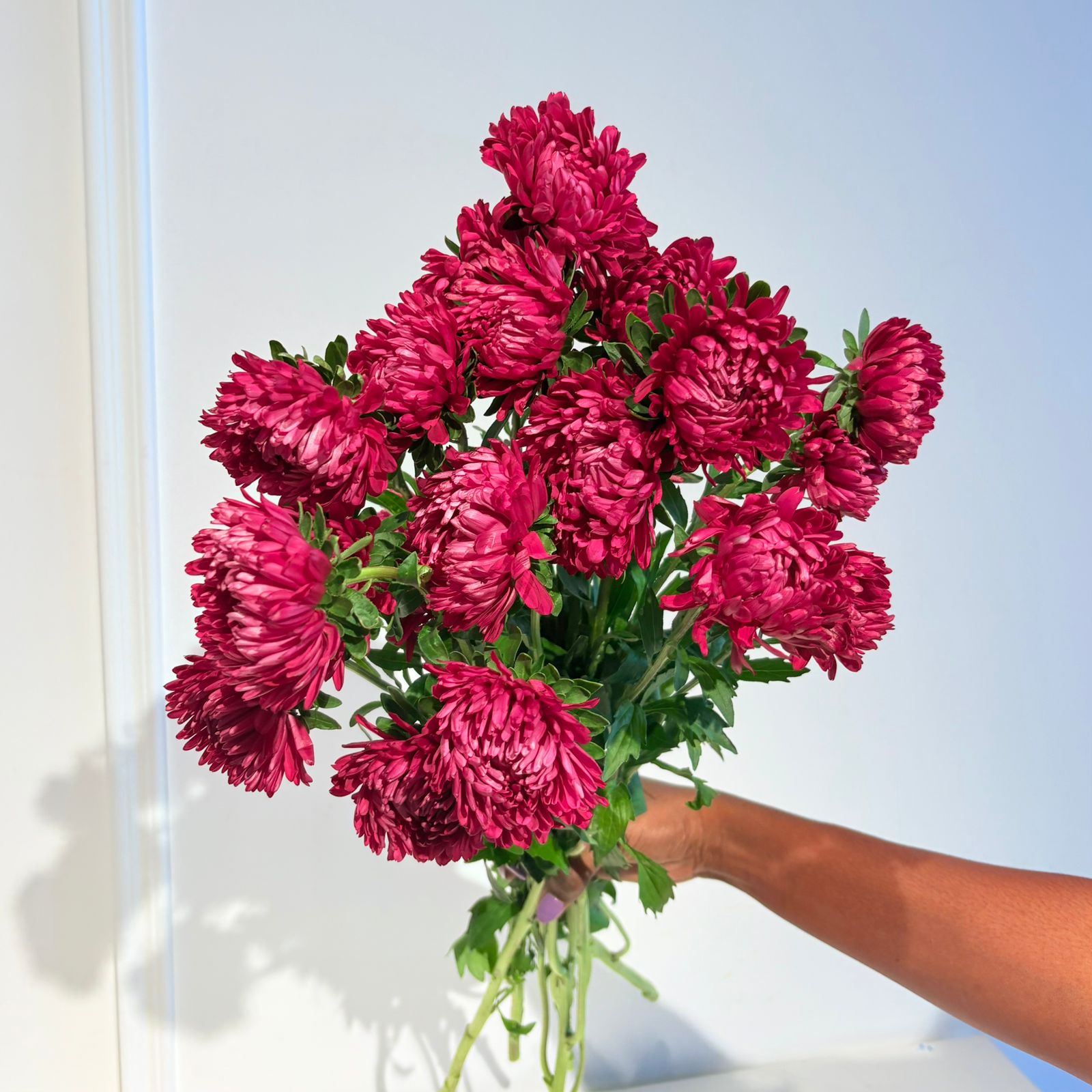 Chrysanthemum Spray Calimero