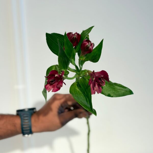 Alstromeria Edelweiss - Image 2