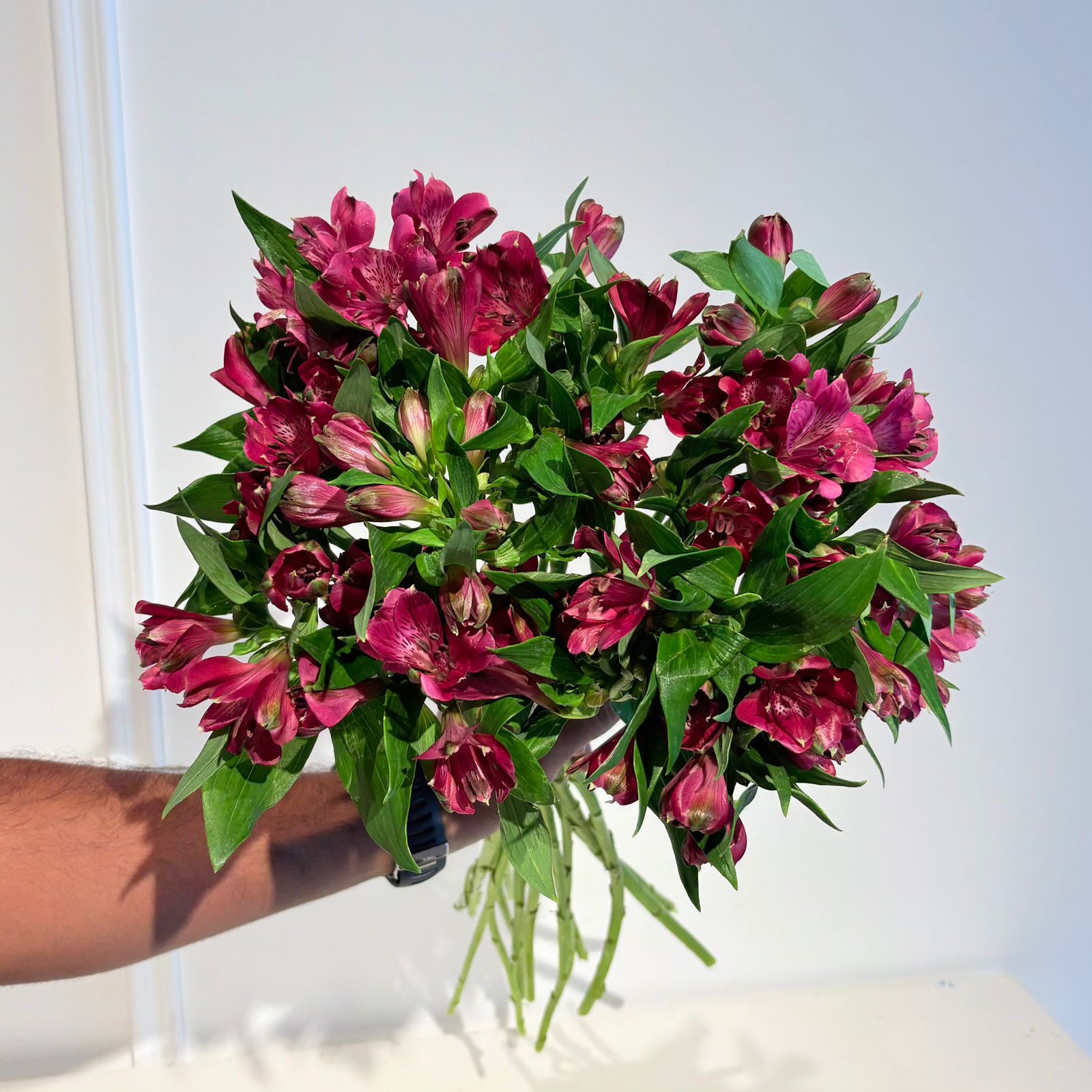 Alstromeria Edelweiss