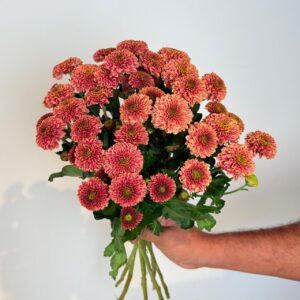 Chrysanthemum Santini Doria Cherry