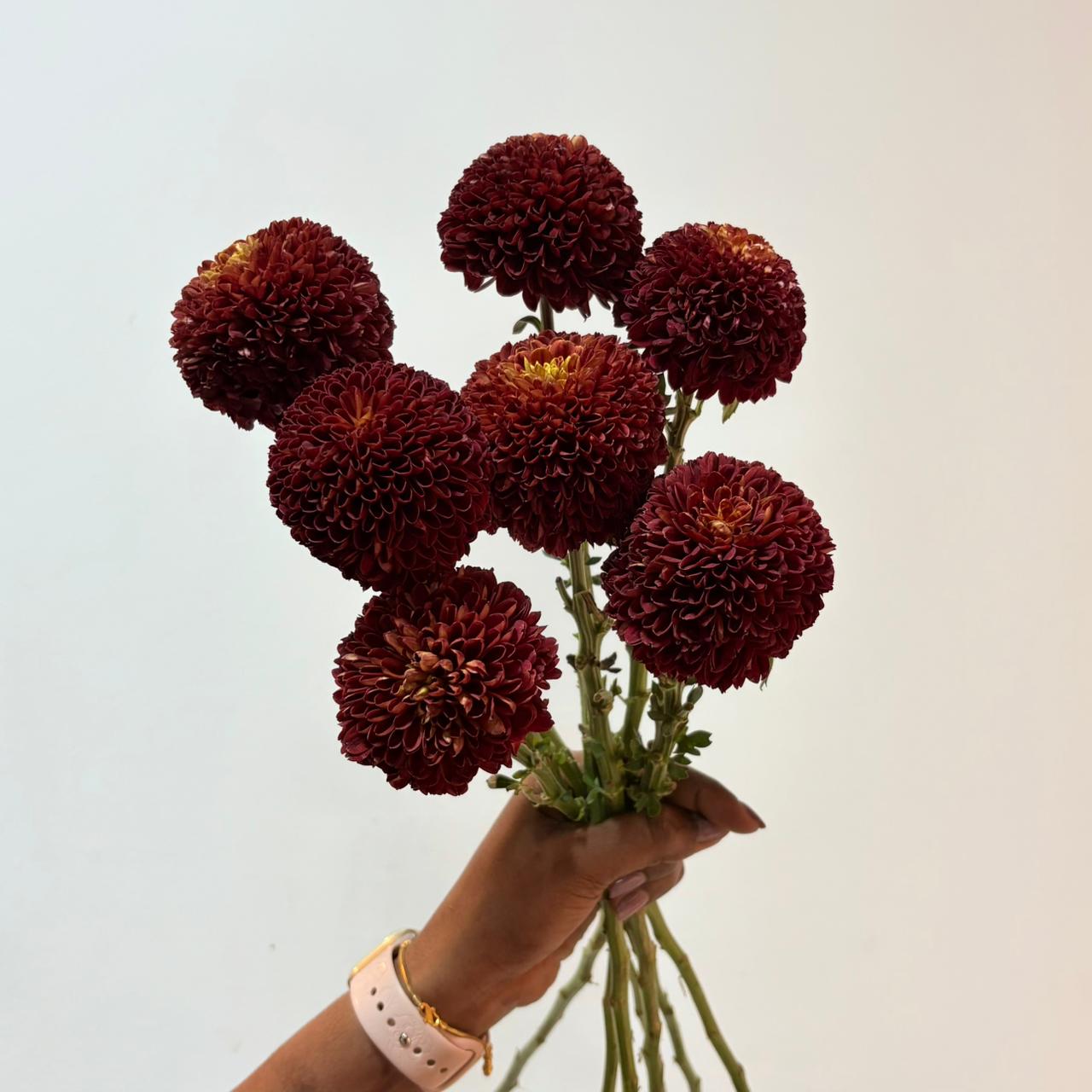 Chrysanthemum Ping Pong Red