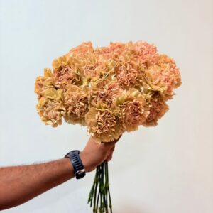 Carnation Lego Marrone