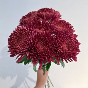 Andrea Velvet Chrysanthemum