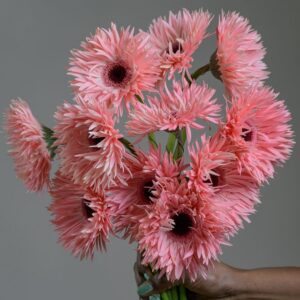 Gerbera Spider Blush