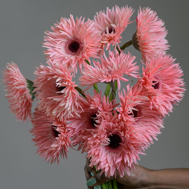 Gerbera Spider Blush