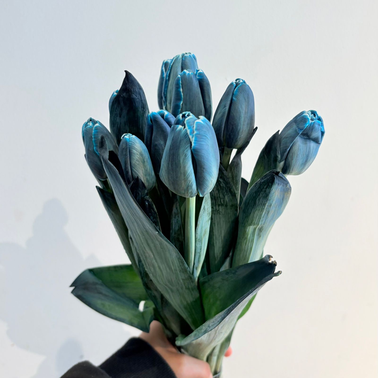 Tulips Bulb (Blue Tinted)