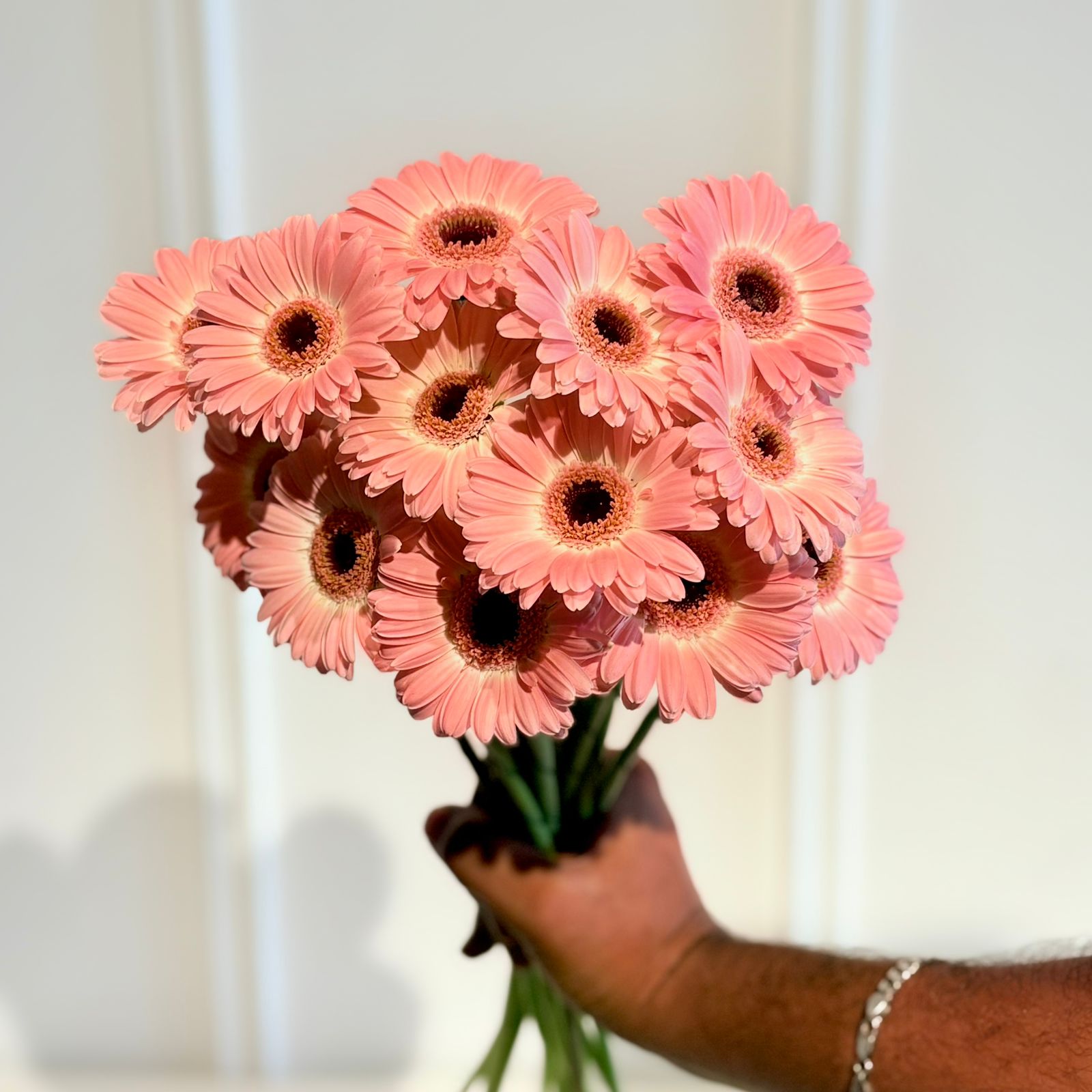 Gerbera Daisy Pink