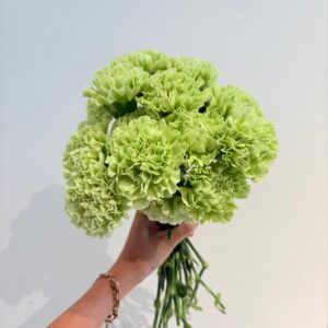 Carnation Santa Dorotea