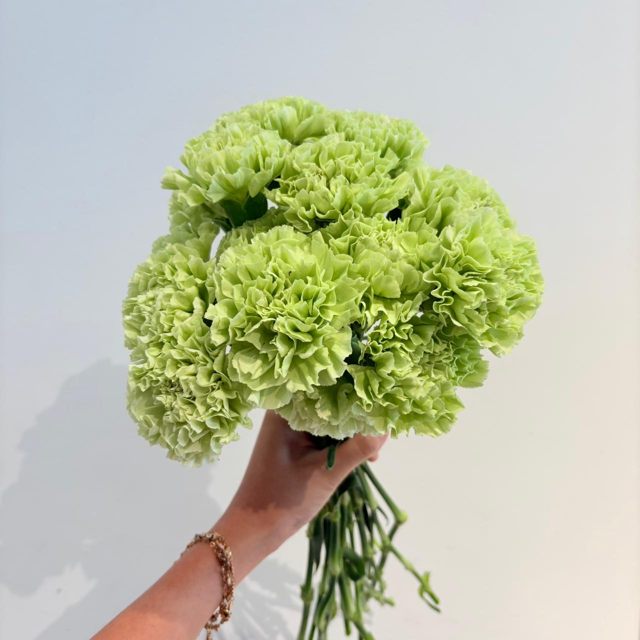 Carnation Santa Dorotea