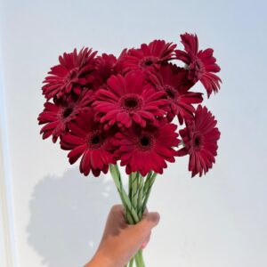 Gerbera Mini Black Tie