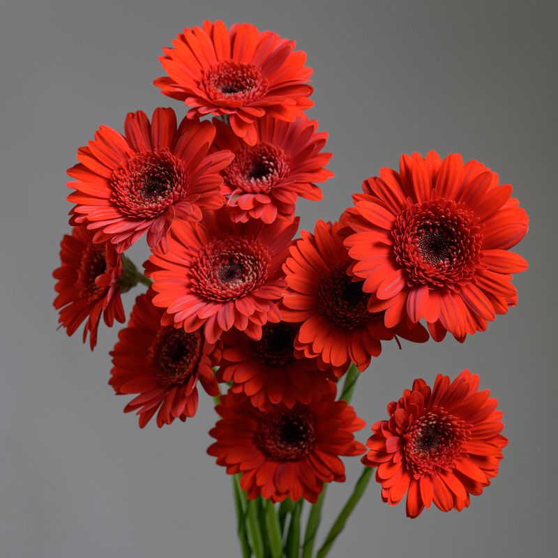 Gerbera Mini Suri