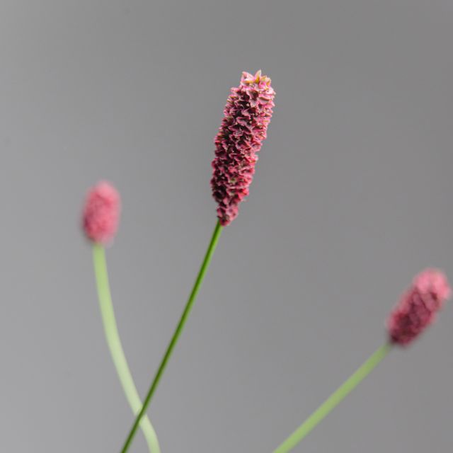 Sanguisobra