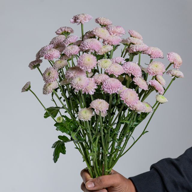Chrysanthemum Santini Ellison Sweet