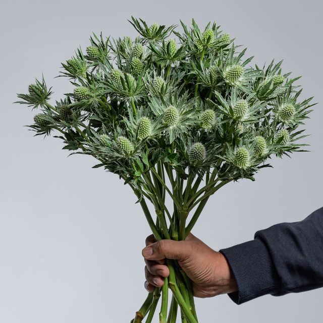 Eryngium Sirius Q Star