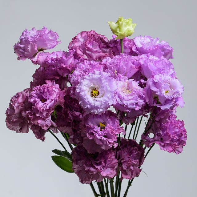 Eustoma Lavender