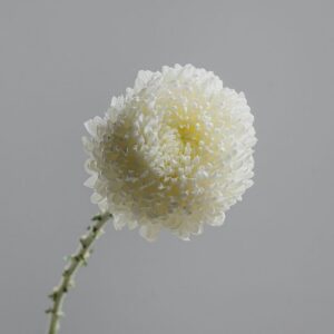 Chrysanthemum Deco Snowdown White