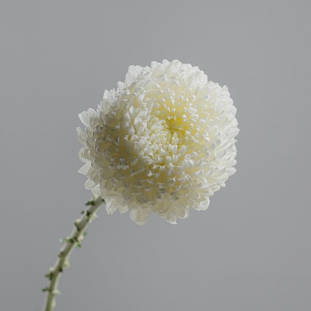 Chrysanthemum Deco Snowdown White