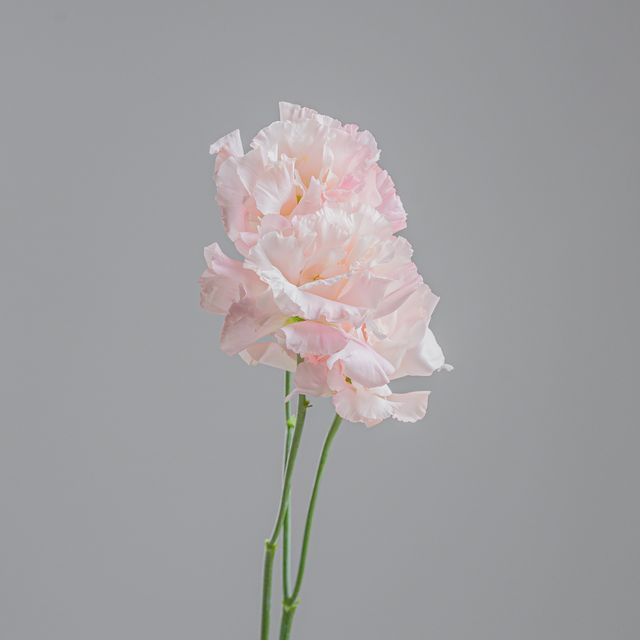 Lisianthus Light Pink