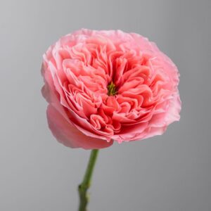 Rose Candy Expression